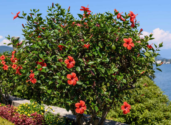 Hibiscus Trees
