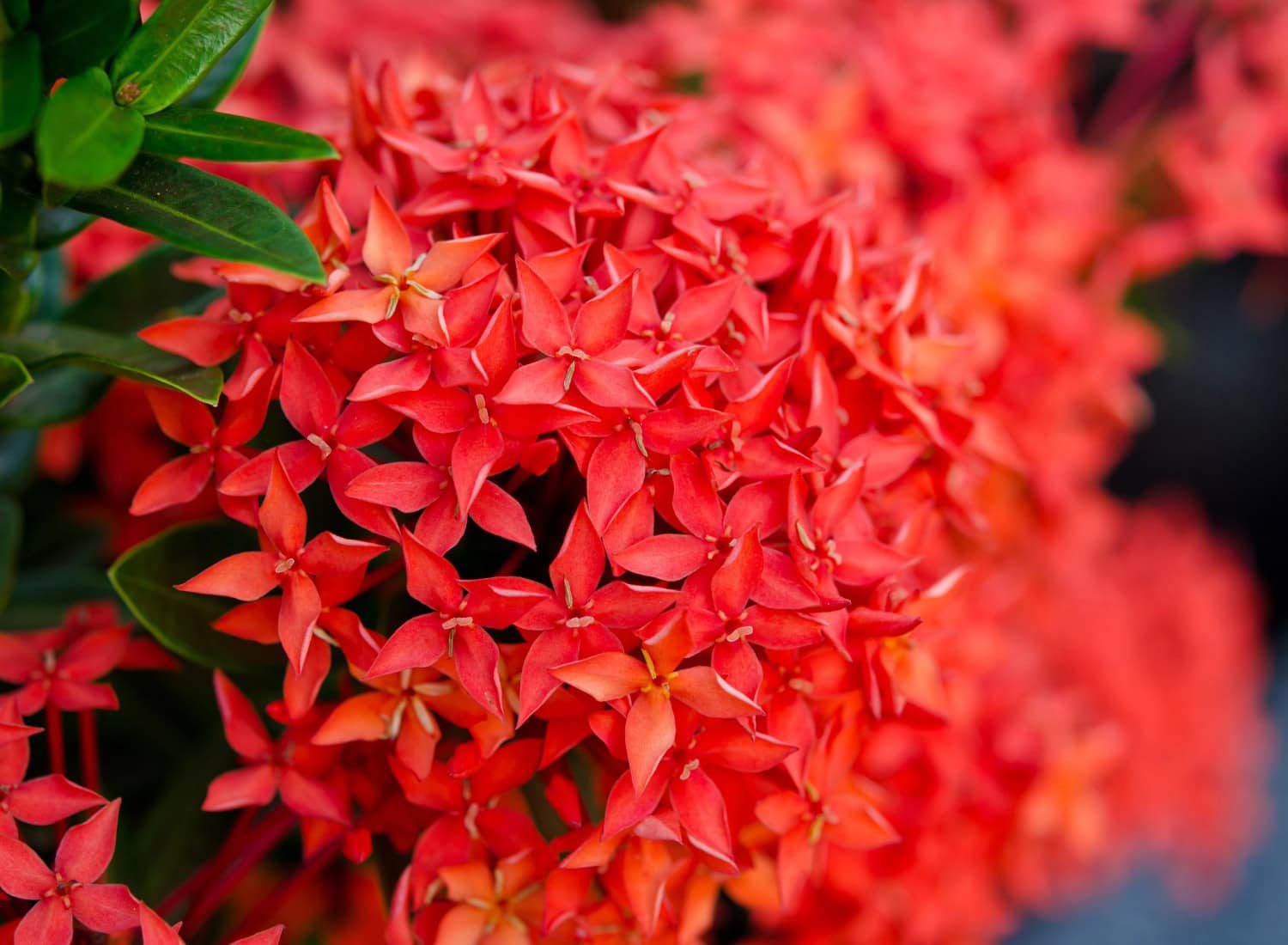 Ixora Plants
