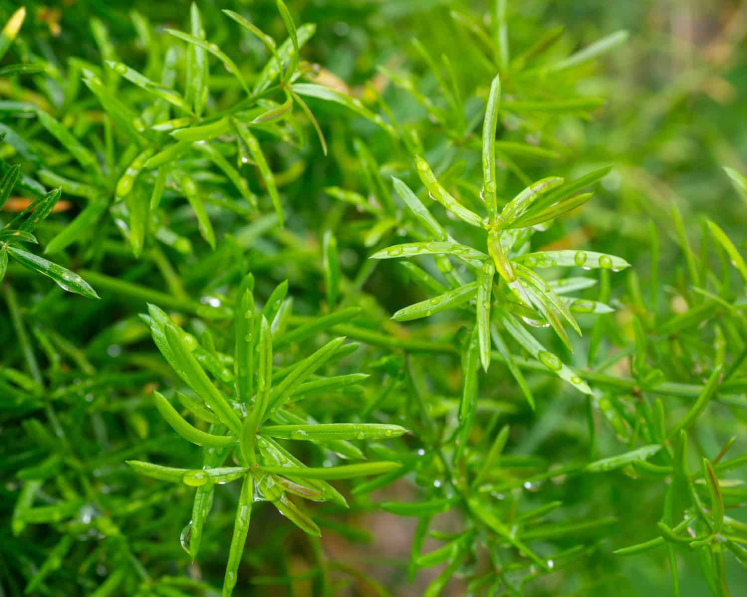 Sprengeri Fern