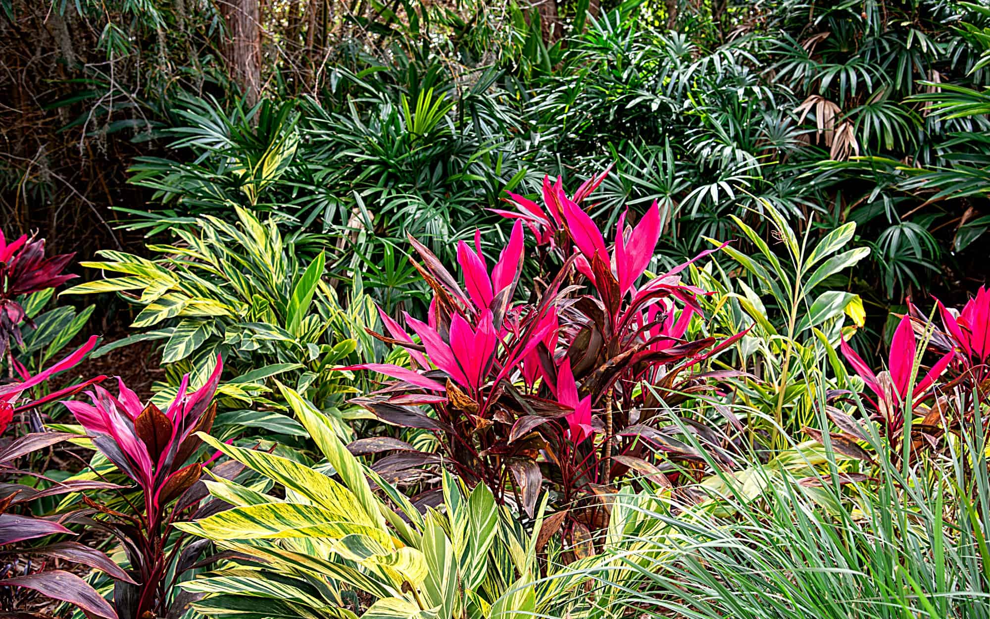 Tropical Plants