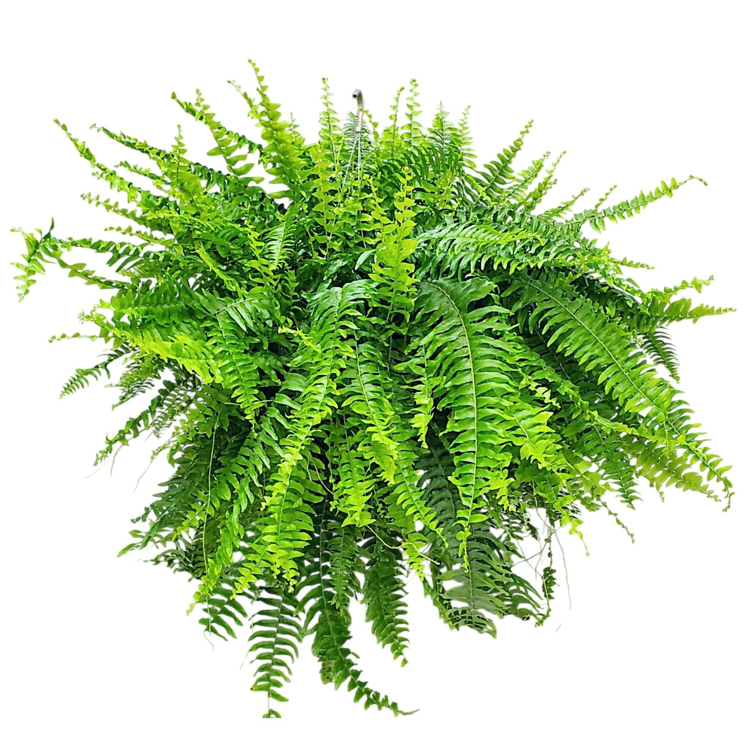 Tropical Plants of Florida Boston Fern
