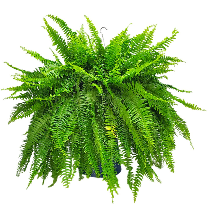 Boston Fern Hanging Basket