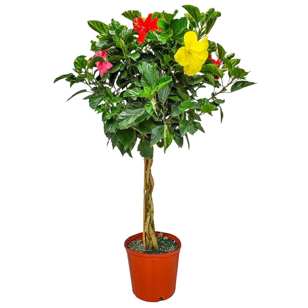 Multicolor Hibiscus Tree