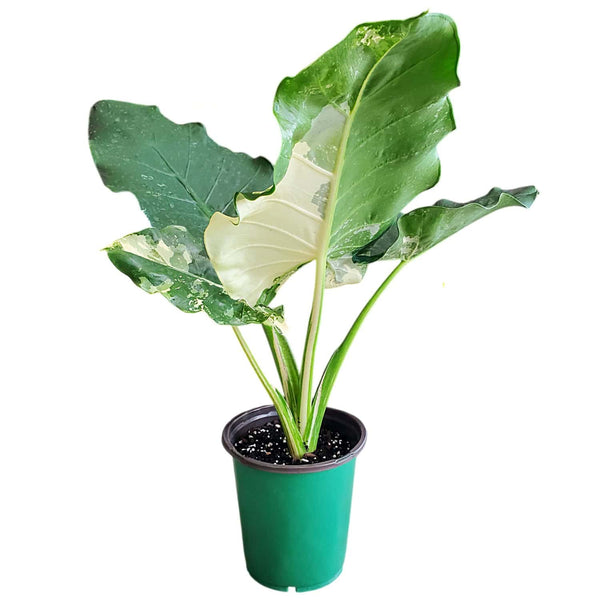 Alocasia-Macrorrhiza-variegata