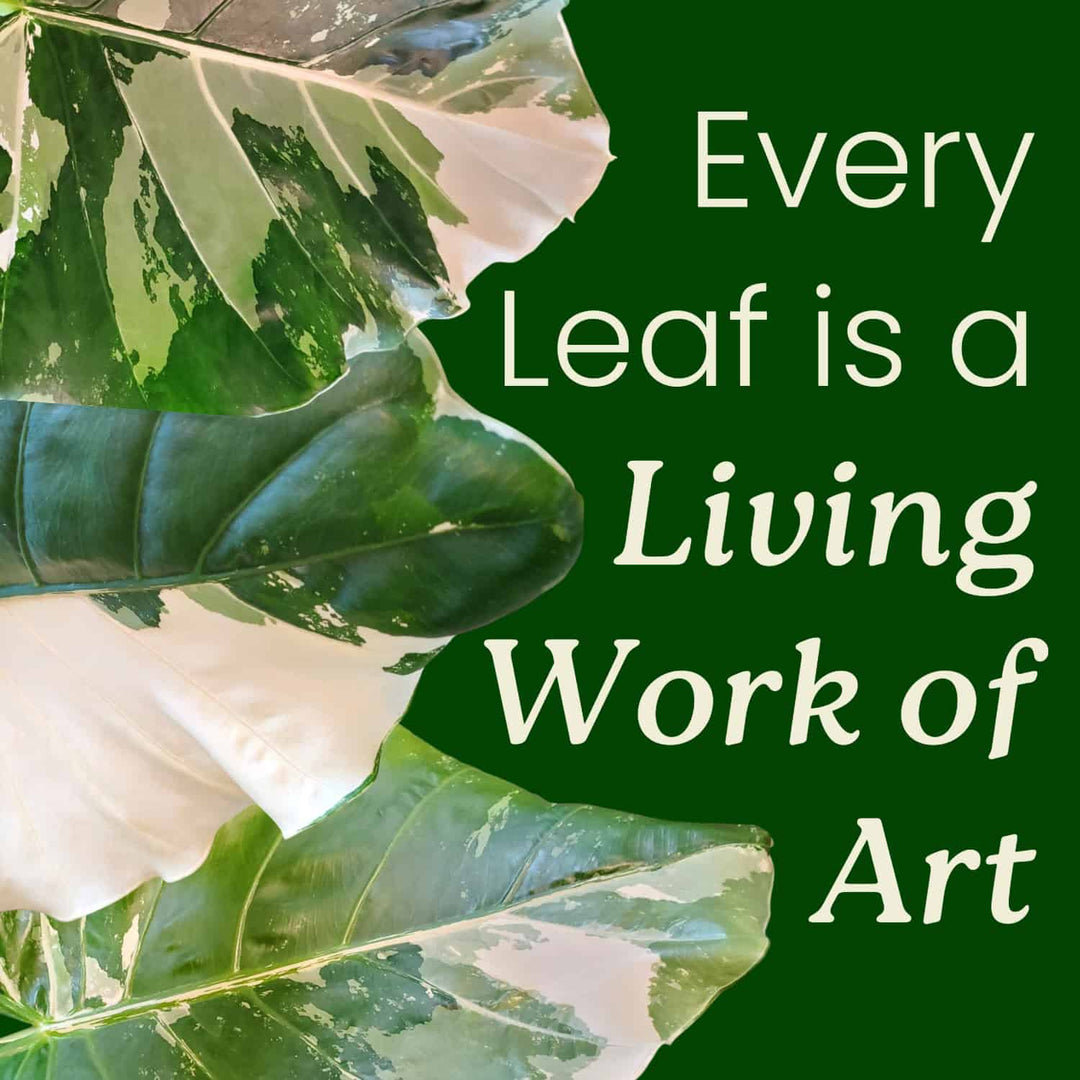 Close-up of green leaves with text 'Every Leaf is a Living Work of Art' on a green background   #size_3-gallon