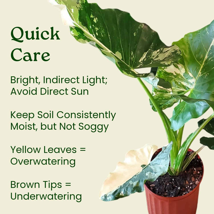 Potted plant with care instructions on a light background   #size_3-gallon