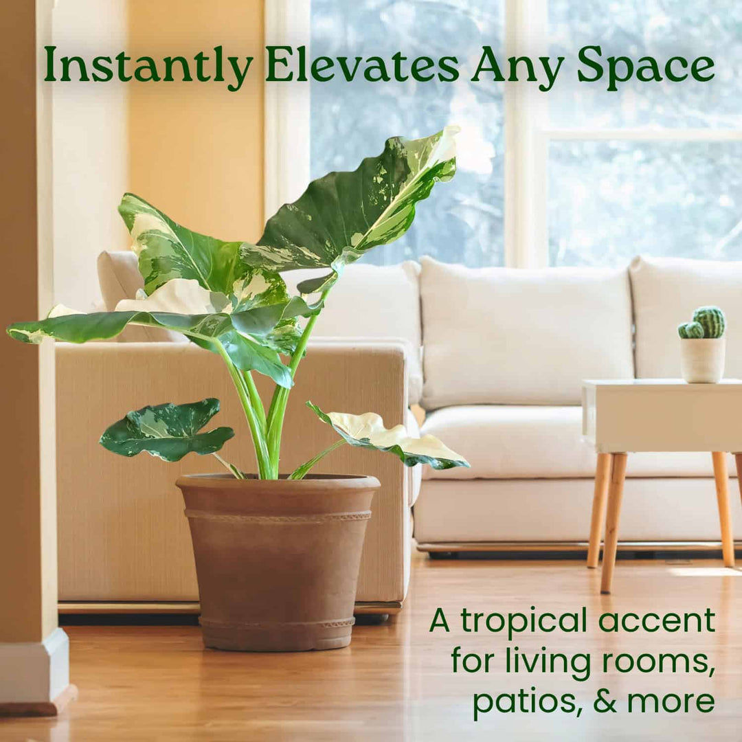 Tropical plant in a pot on a wooden floor with a living room in the background.   #size_3-gallon