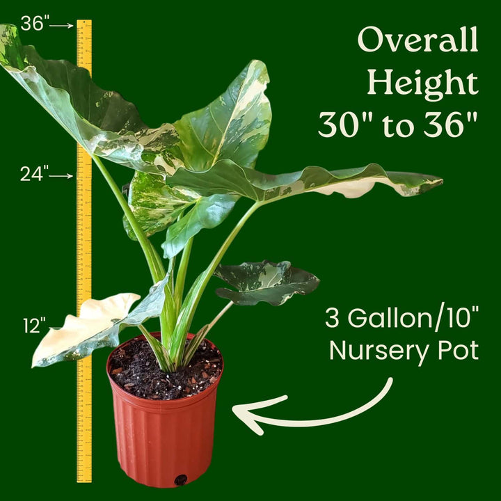 Potted plant with measurements indicating its height and pot size on a green background   #size_3-gallon