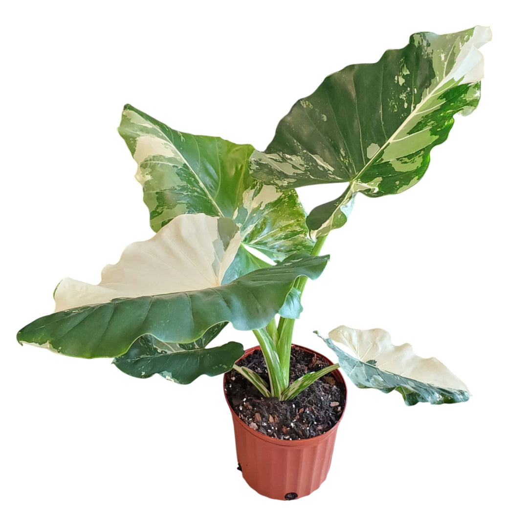 Potted plant with large green leaves on a white background  #size_3-gallon