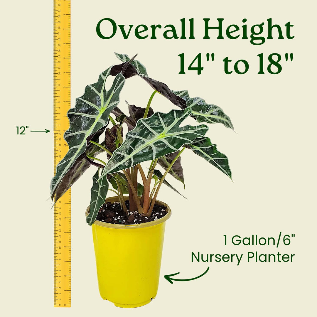 Potted plant with a yellow ruler indicating its height and container size on a beige background #size_1-gallon