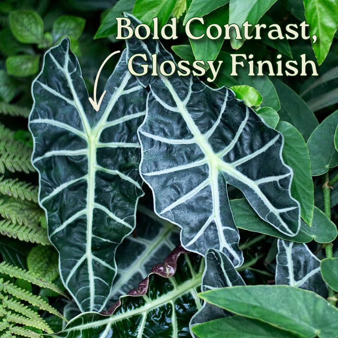 Close-up of glossy green leaves with text 'Bold Contrast, Glossy Finish' on a green leafy background. #size_1-gallon