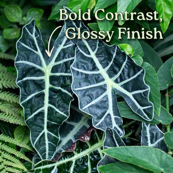 Close-up of glossy green leaves with text 'Bold Contrast, Glossy Finish' on a green leafy background. #size_1-gallon