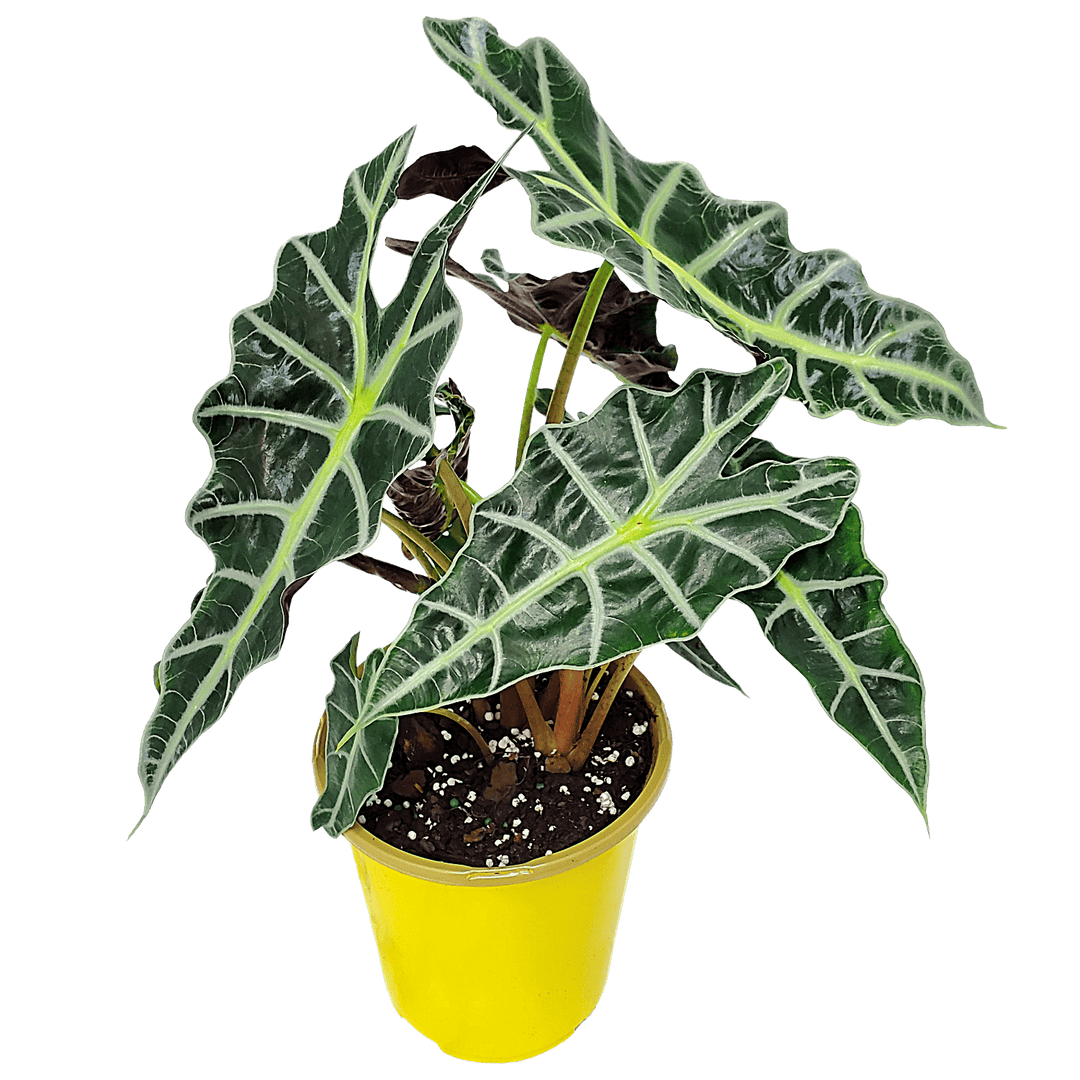 Potted plant with large green leaves on a transparent background #size_1-gallon