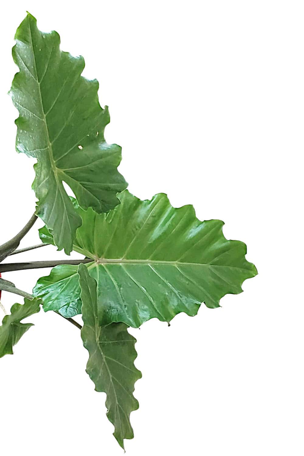 elephant ear plant florida Alocasia Portora Elephant Ear – Tropical Plants of Florida