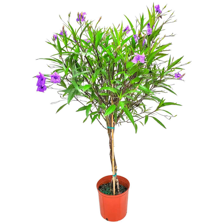 Braided Ruellia Tree