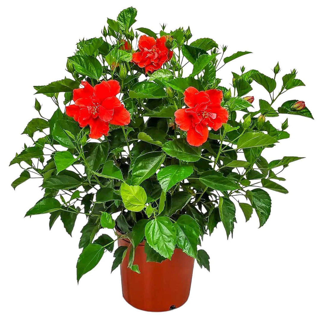 dwarf double flower hibiscus potted plant Double Red Hibiscus Bush