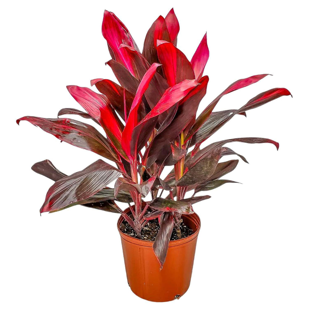 best potted plants for hawaii Hawaiian Ti Plant