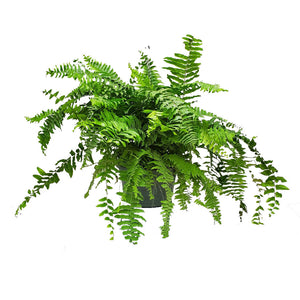 Macho Fern Hanging Basket