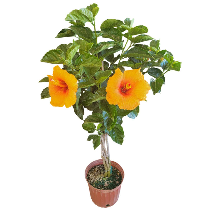 Mango Hibiscus Tree