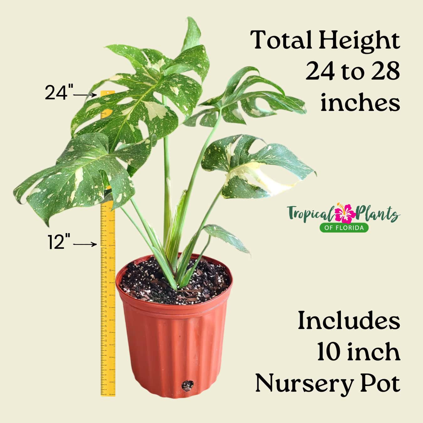 Tropical Plants of Florida Monstera Thai Constellation - Thumbnail 2