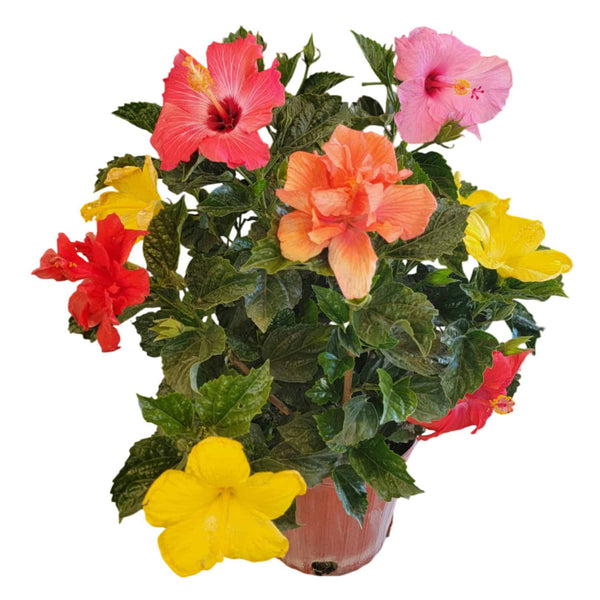 Multicolor Hibiscus Bush