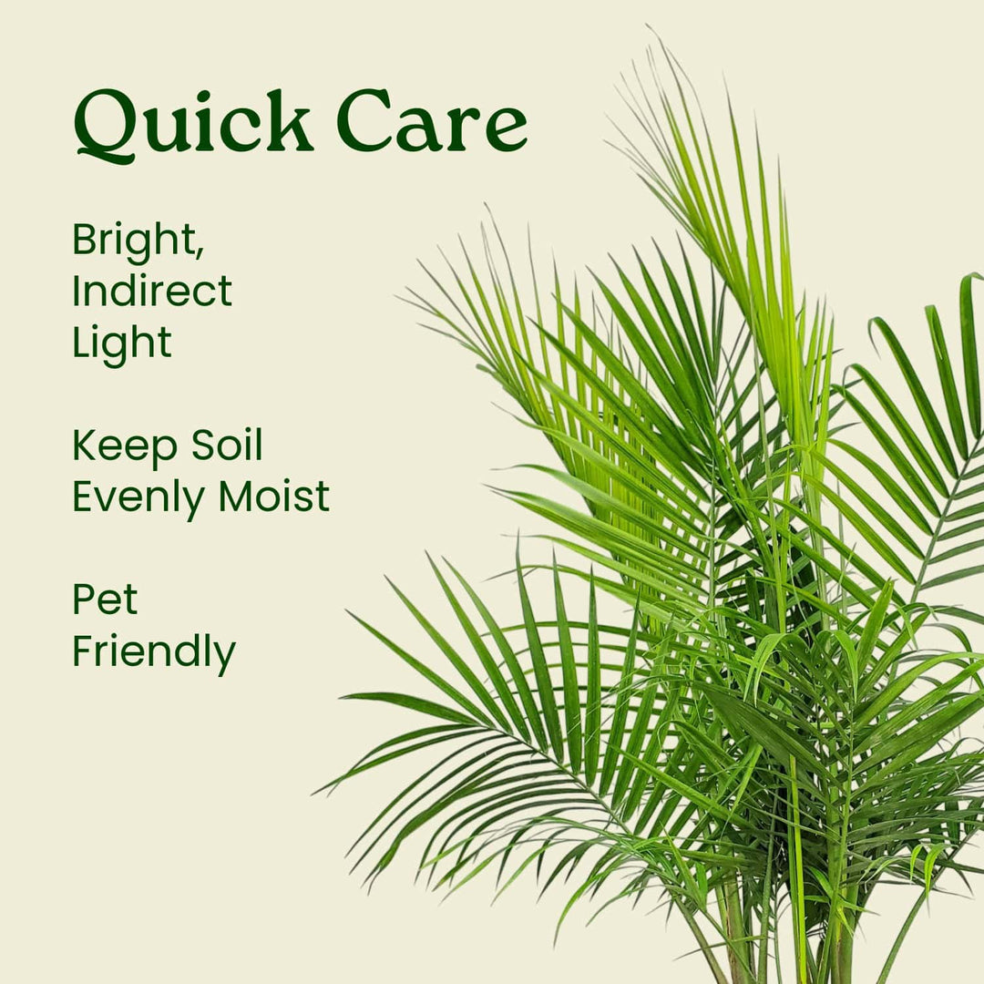 majesty cat palm care Majesty Palm for Sale