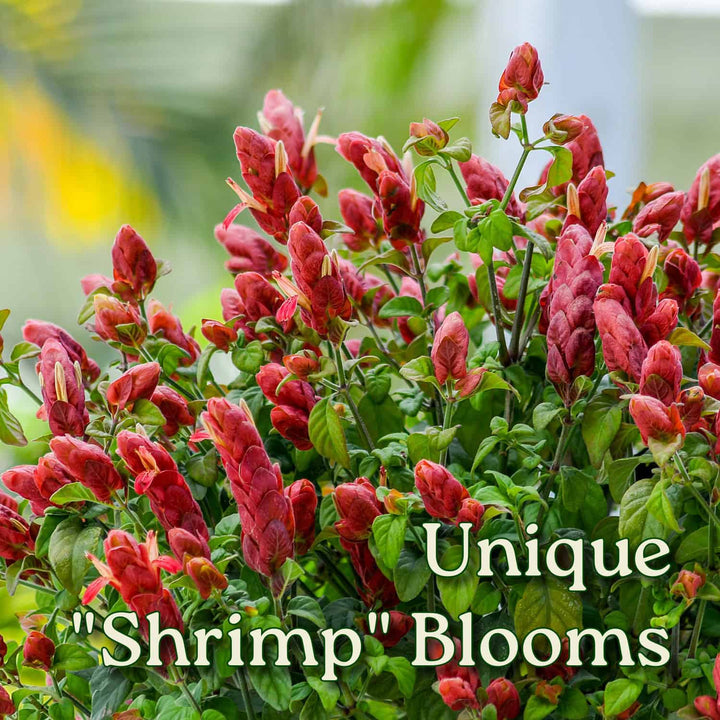 Braided Shrimp Tree