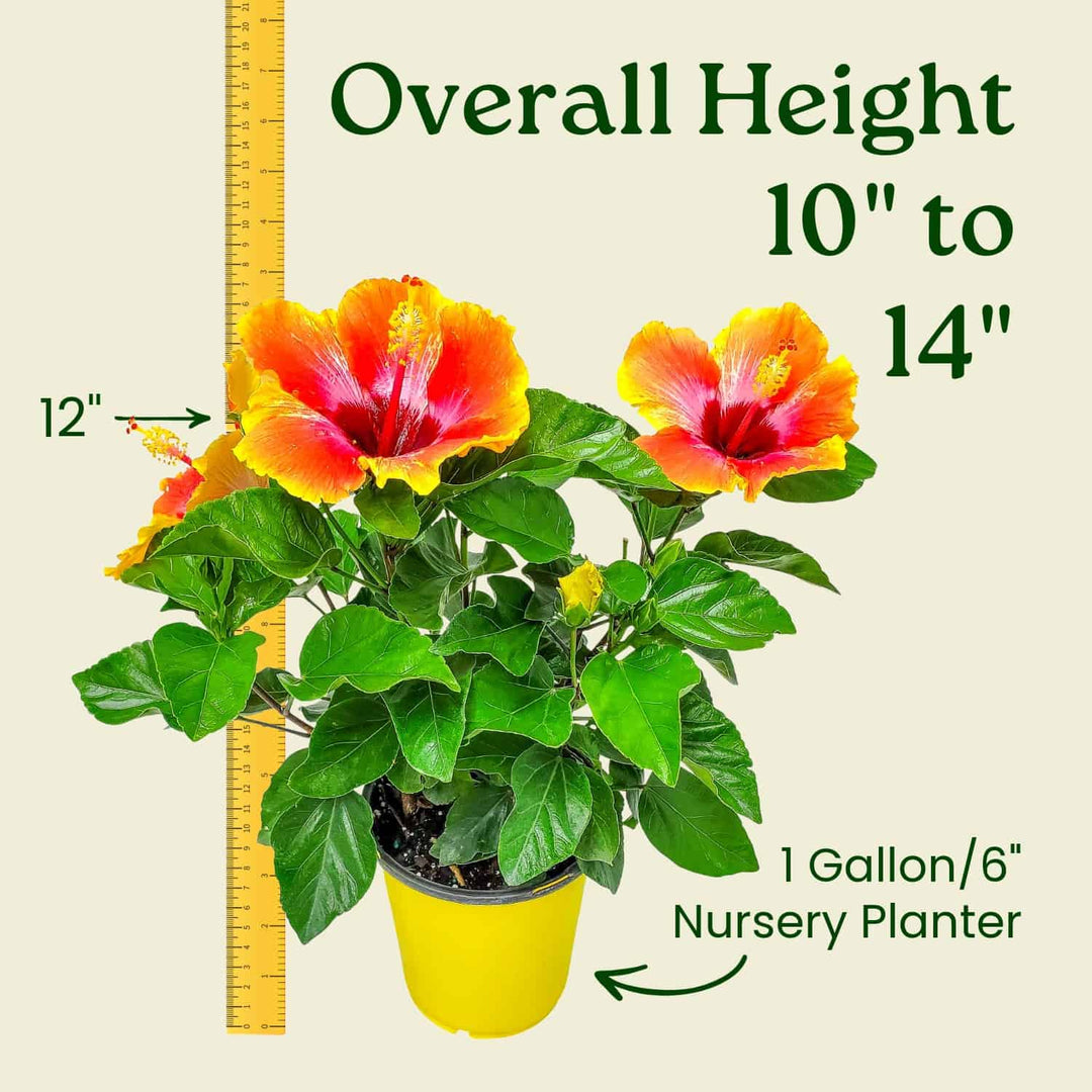 potted hibiscus plants for sale Hibiscus Bush - Fiesta Flower - Tropical Plants of Florida