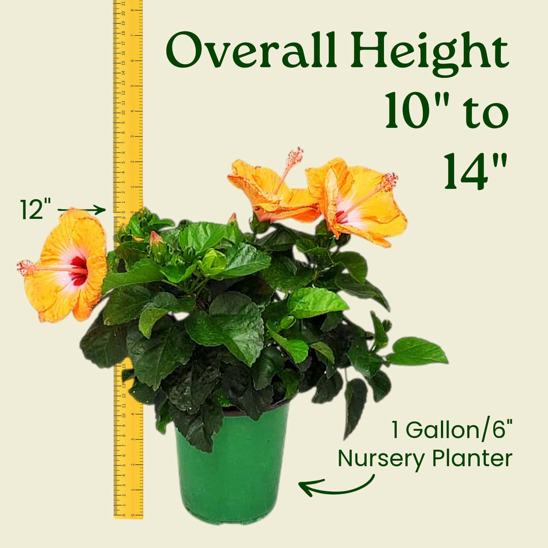 Potted plant with yellow flowers and a ruler indicating its height, on a beige background. #size_1-gallon