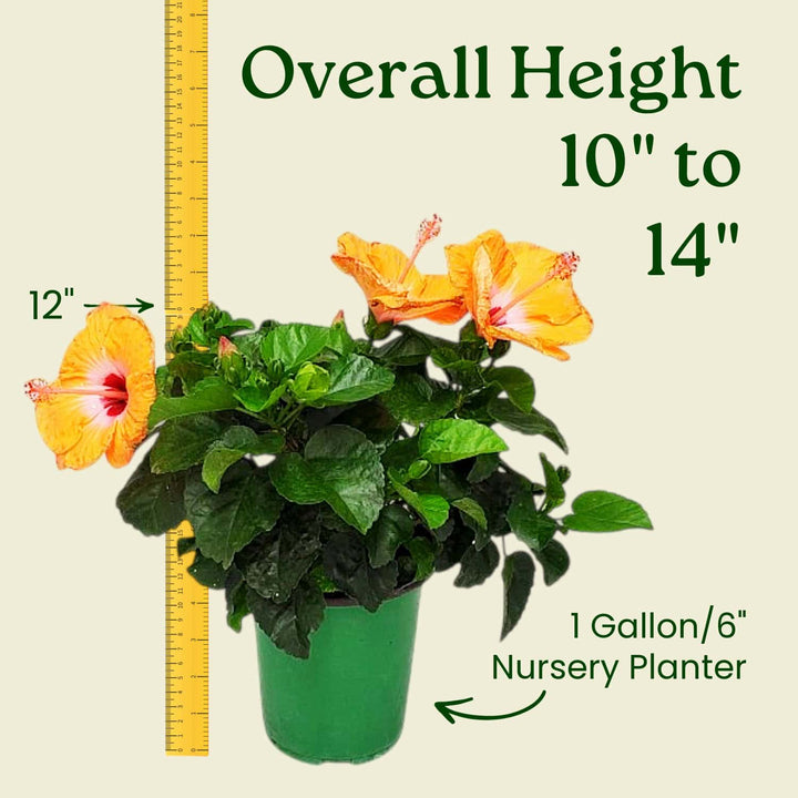 Potted plant with yellow flowers and a ruler indicating its height, on a beige background. #size_1-gallon
