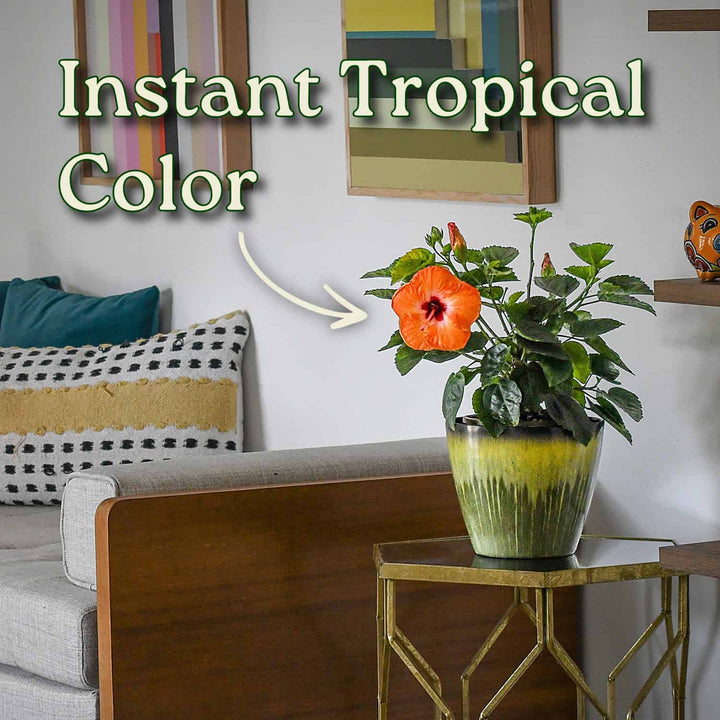 Living room with a potted plant and 'Instant Tropical Color' text overlay #size_1-gallon
