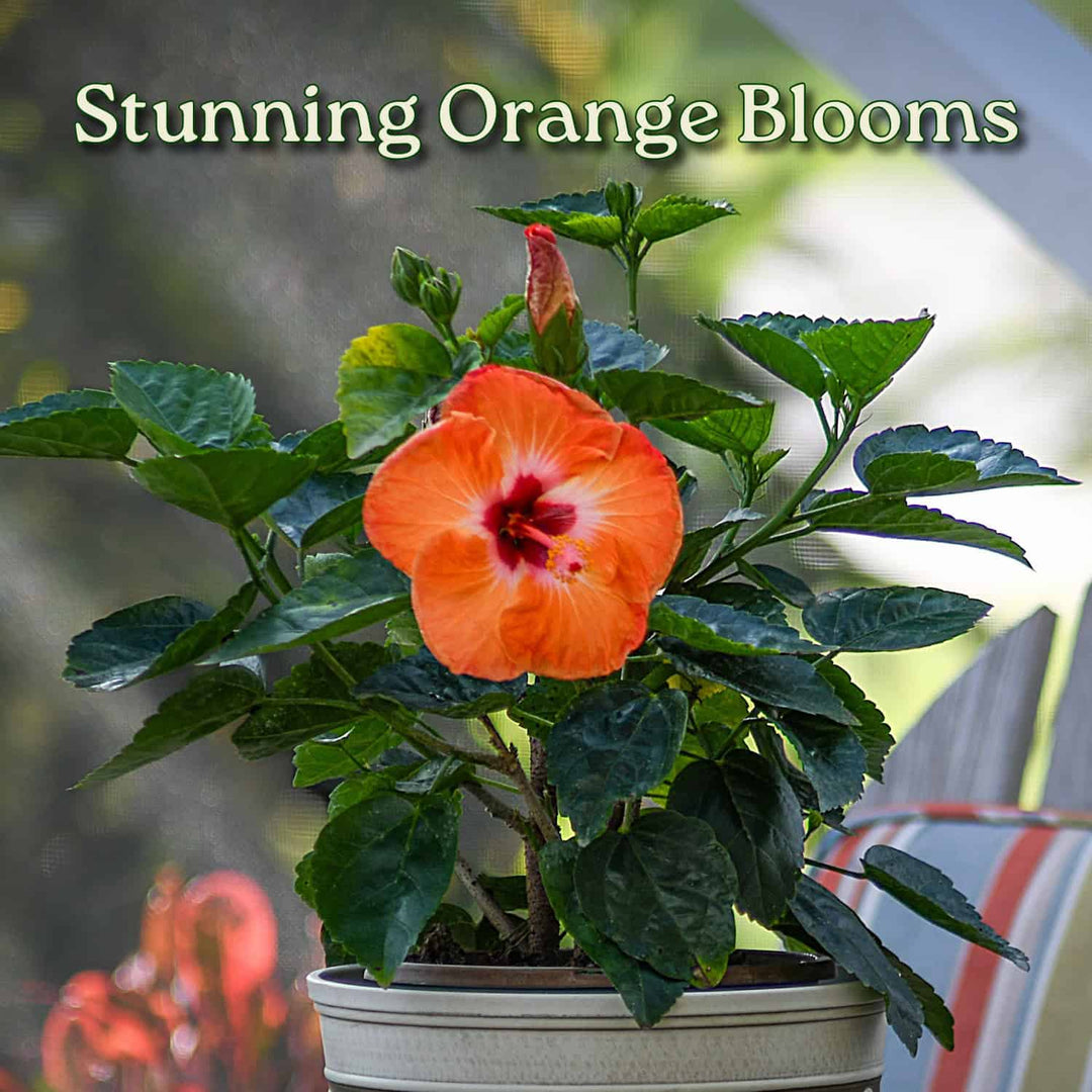 Potted plant with orange flowers and green leaves, labeled 'Stunning Orange Blooms'. #size_1-gallon