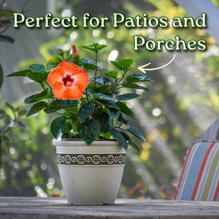 Potted plant with a red flower on a patio or porch, text 'Perfect for Patios and Porches' above. #size_1-gallon