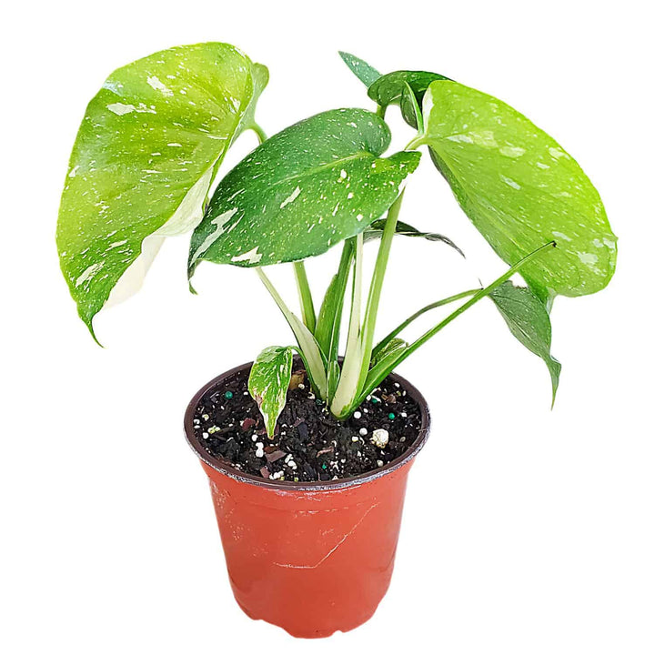 Potted plant with green leaves in a red pot on a white background #size_1-pint