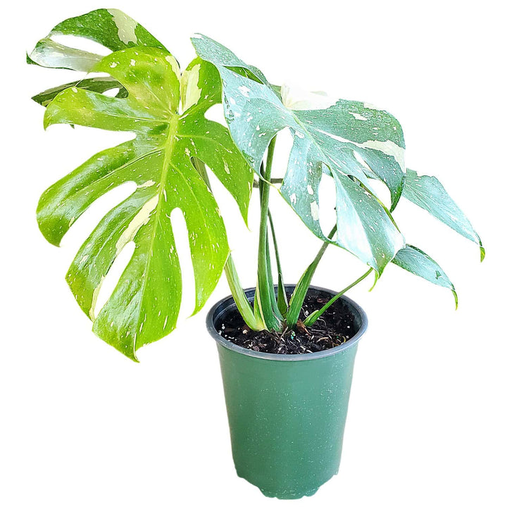 Potted plant with large green leaves on a white background #size_1-gallon