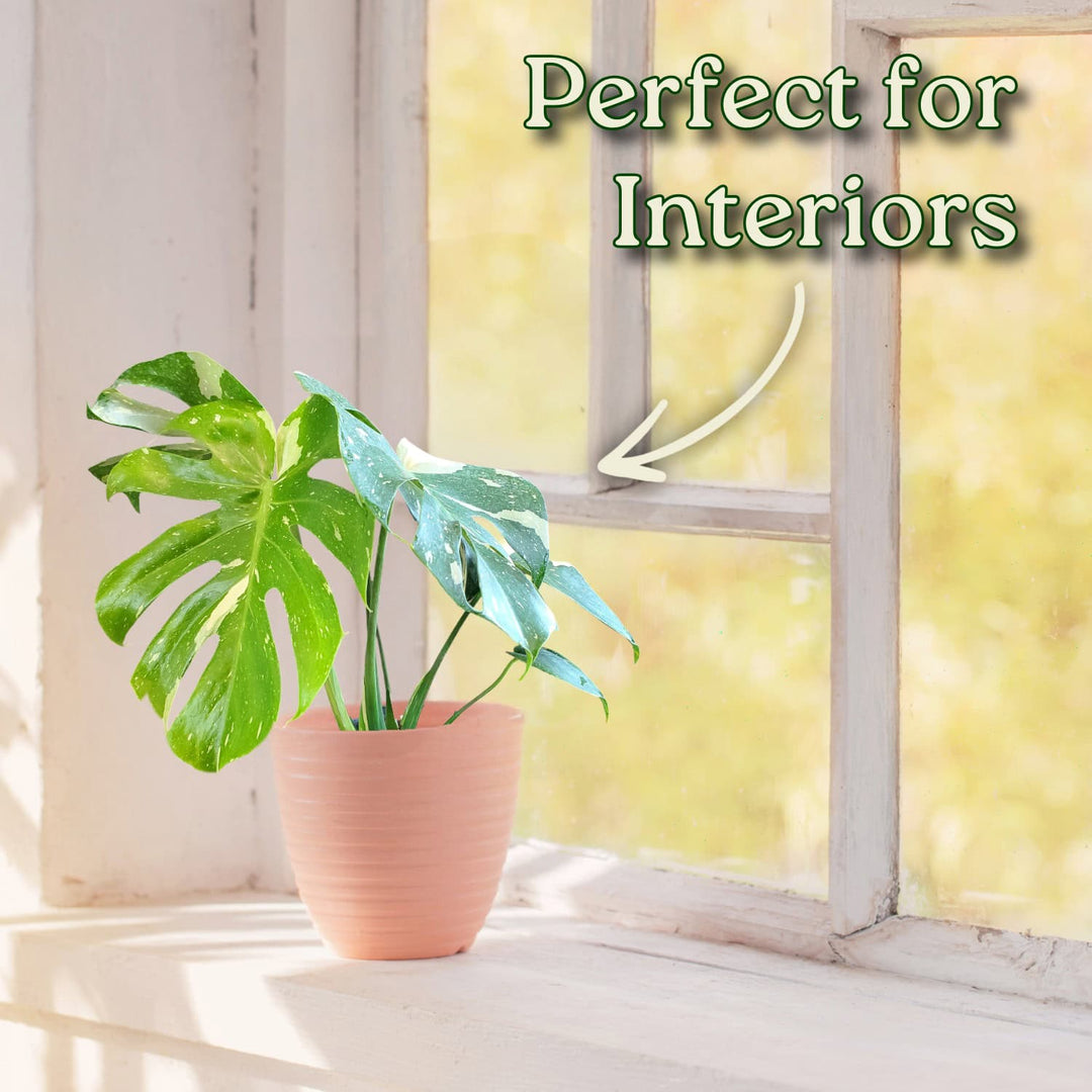 Potted plant on a windowsill with text 'Perfect for Interiors'. #size_1-gallon