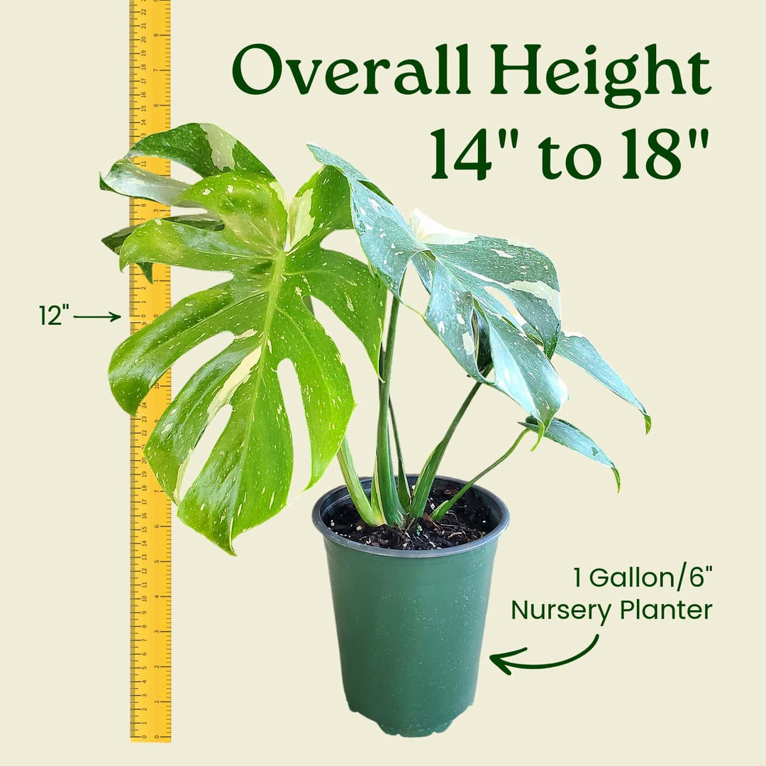 Potted plant with a ruler indicating its height and container size on a beige background #size_1-gallon