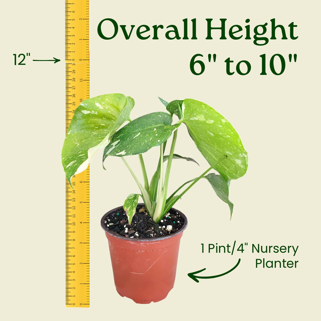 Potted plant with a ruler indicating its height and container size on a beige background #size_1-pint