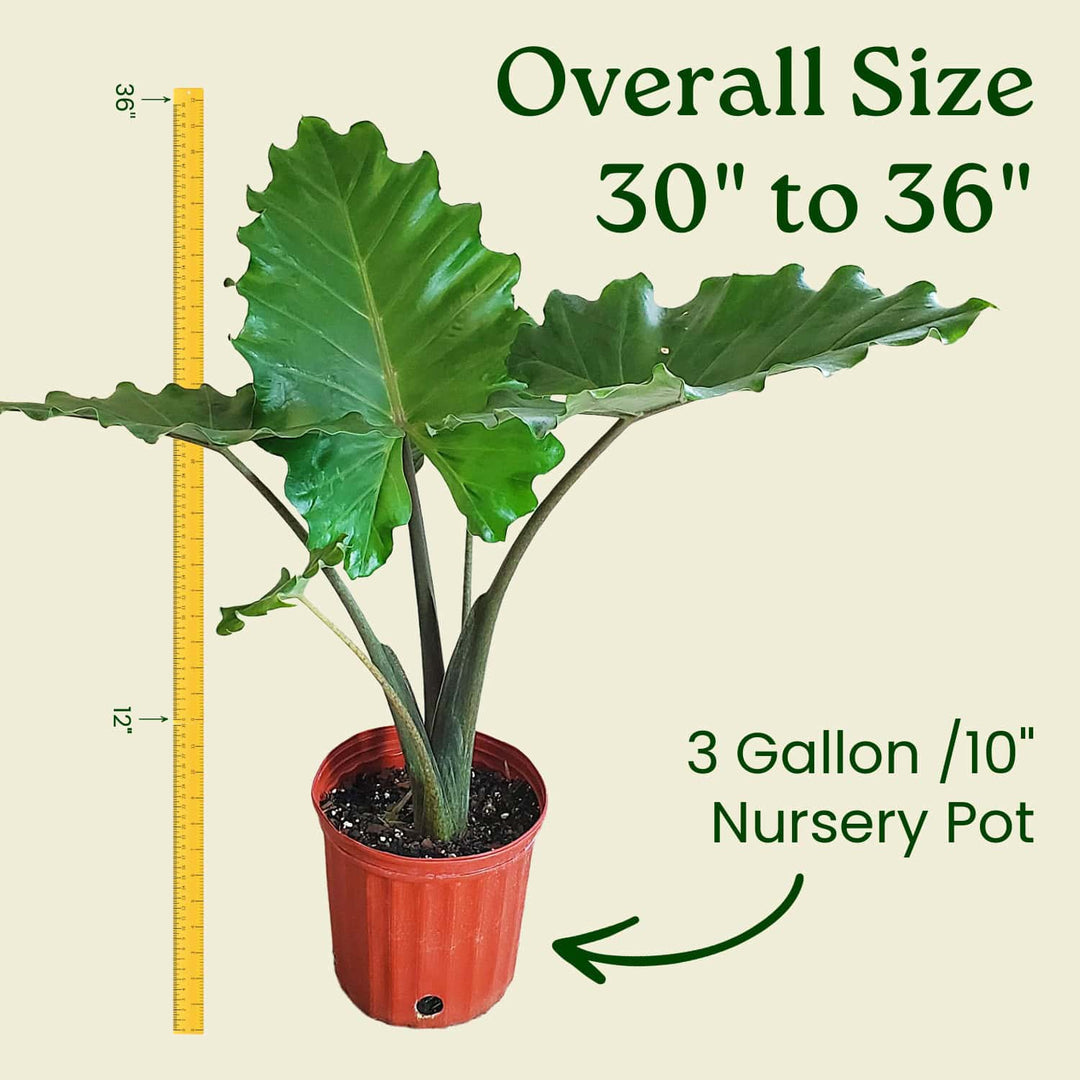 elephant ear plant pot size Alocasia Portora Elephant Ear – Tropical Plants of Florida