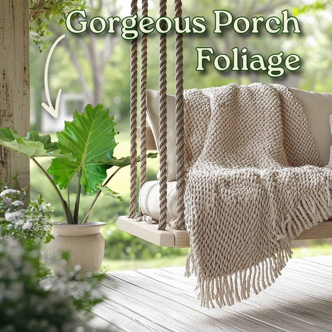 Alocasia Portora Elephant Ear