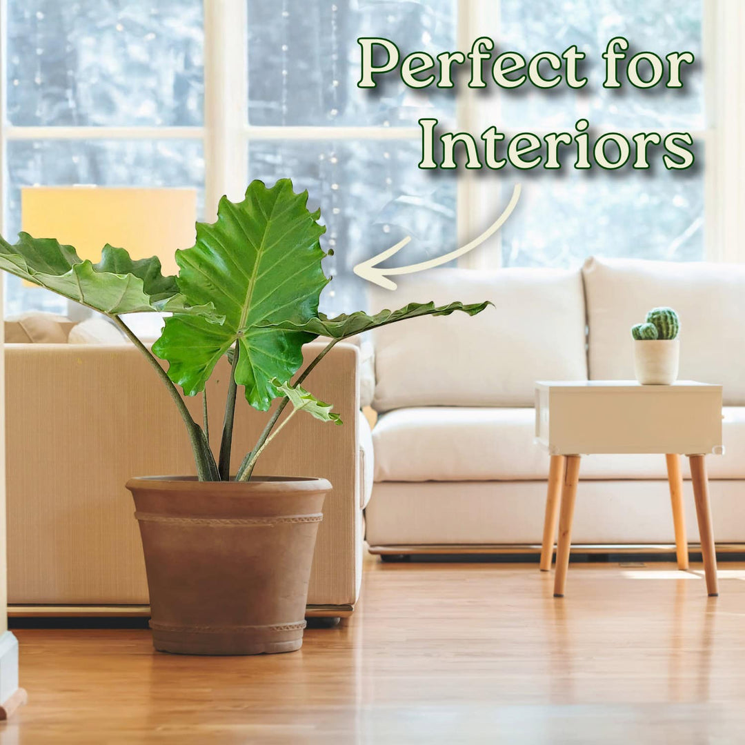 elephant ear plant decor Alocasia Portora Elephant Ear – Tropical Plants of Florida
