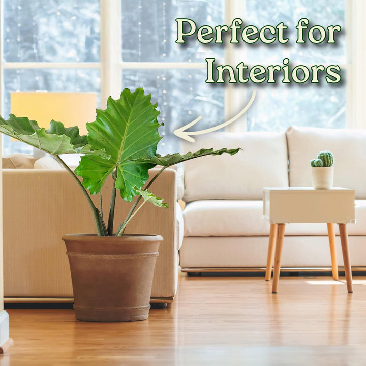 Alocasia Portora Elephant Ear