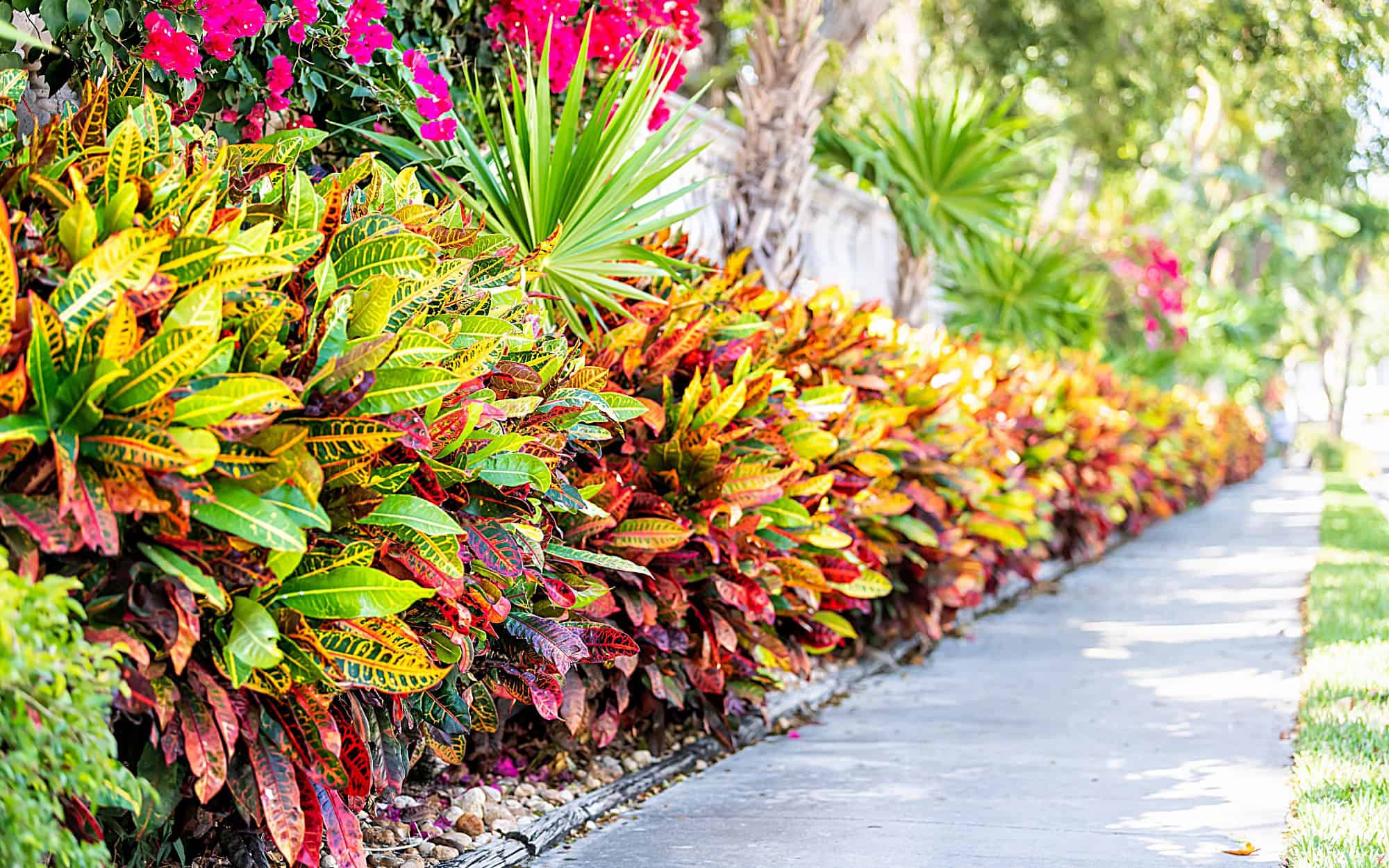 Zone 11 Plants | Tropical & Exotic Plants for Sale – Tropical