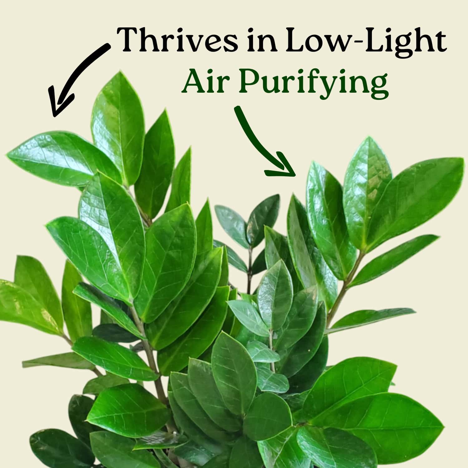 Tropical Plants of Florida ZZ Plant - Thumbnail 2