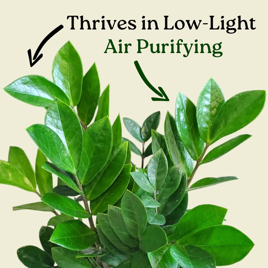 where can i buy a zz plant near me ZZ Plant