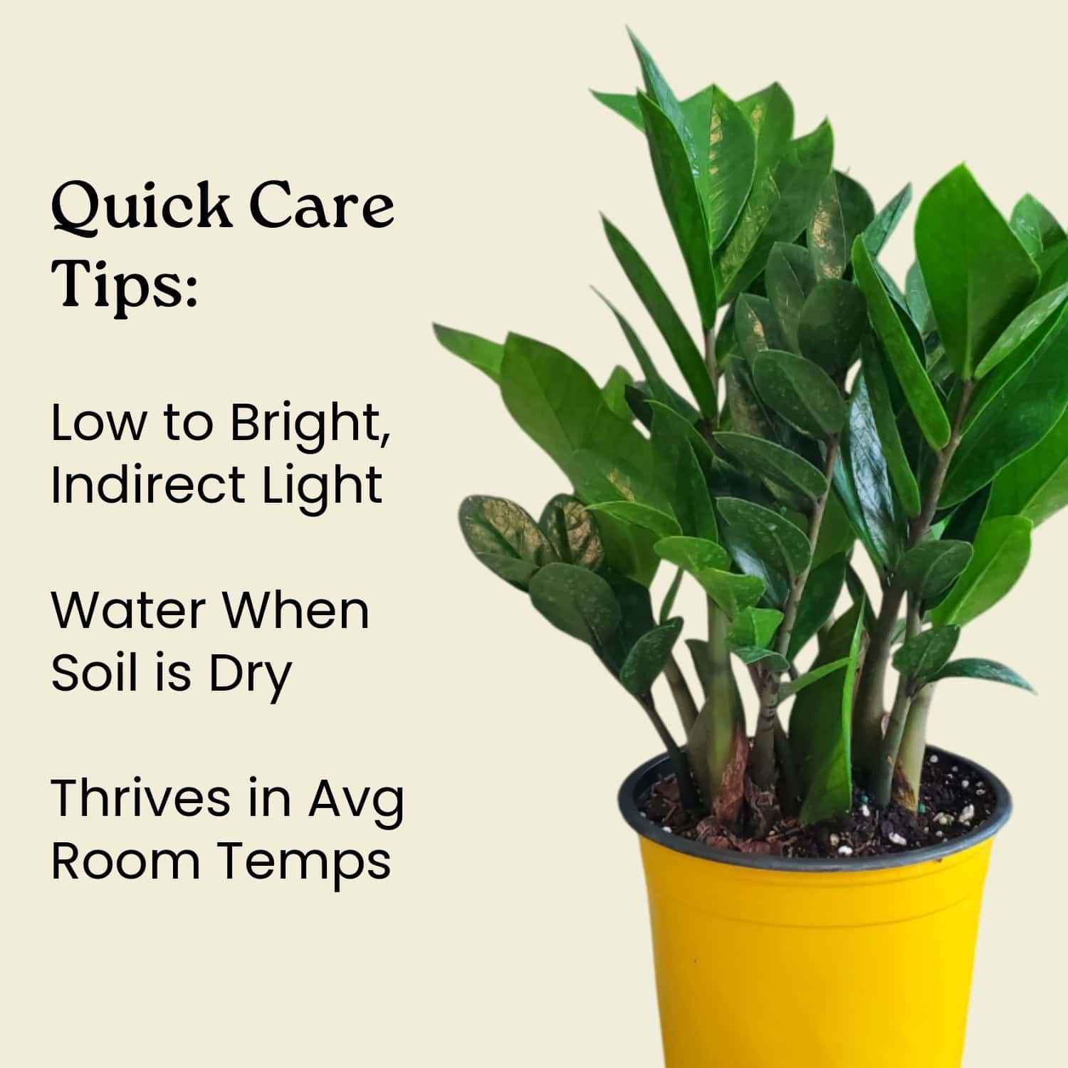 ZZ Plant for Sale | Buy Zamioculcas zamiifolia Online – Tropical