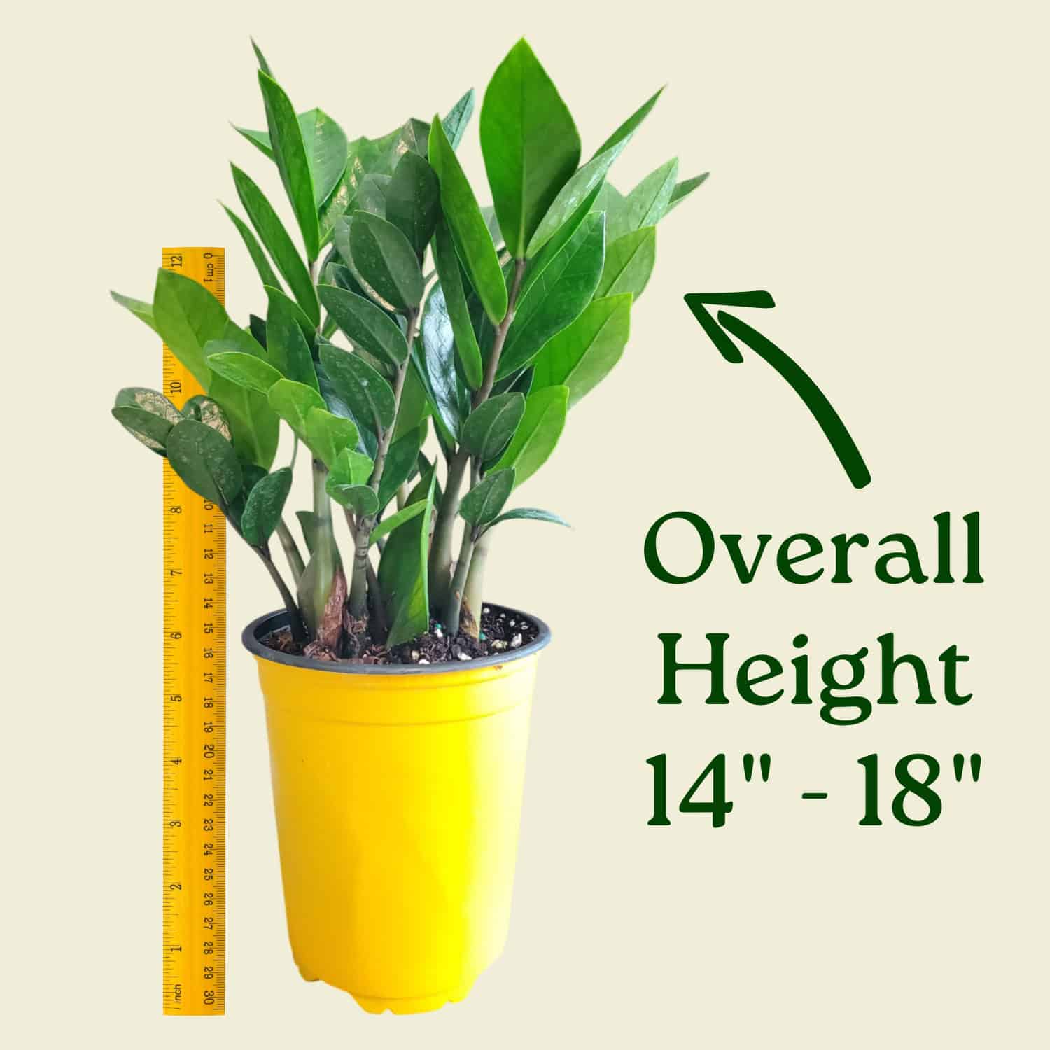 Tropical Plants of Florida ZZ Plant - Thumbnail 4
