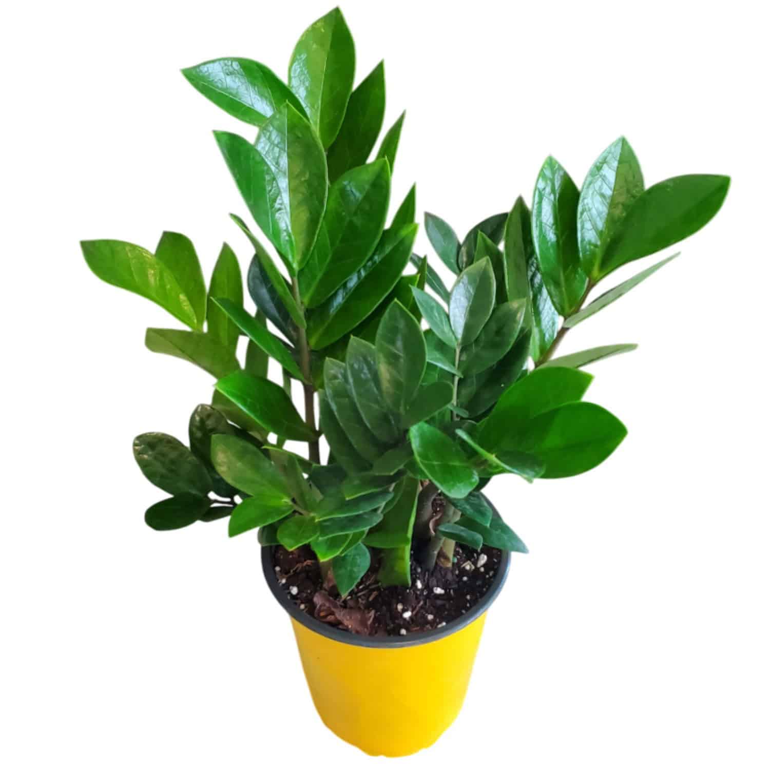 ZZ Plant for Sale | Buy Zamioculcas zamiifolia Online – Tropical