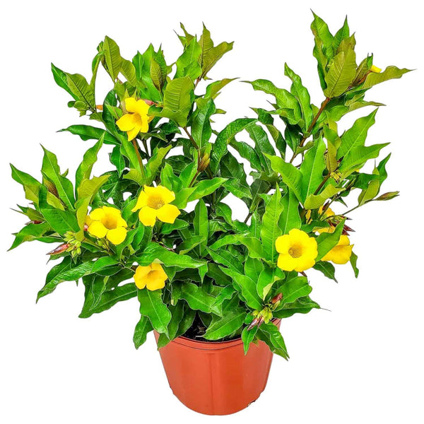 allamanda plant in pot Allamanda Bush for Sale