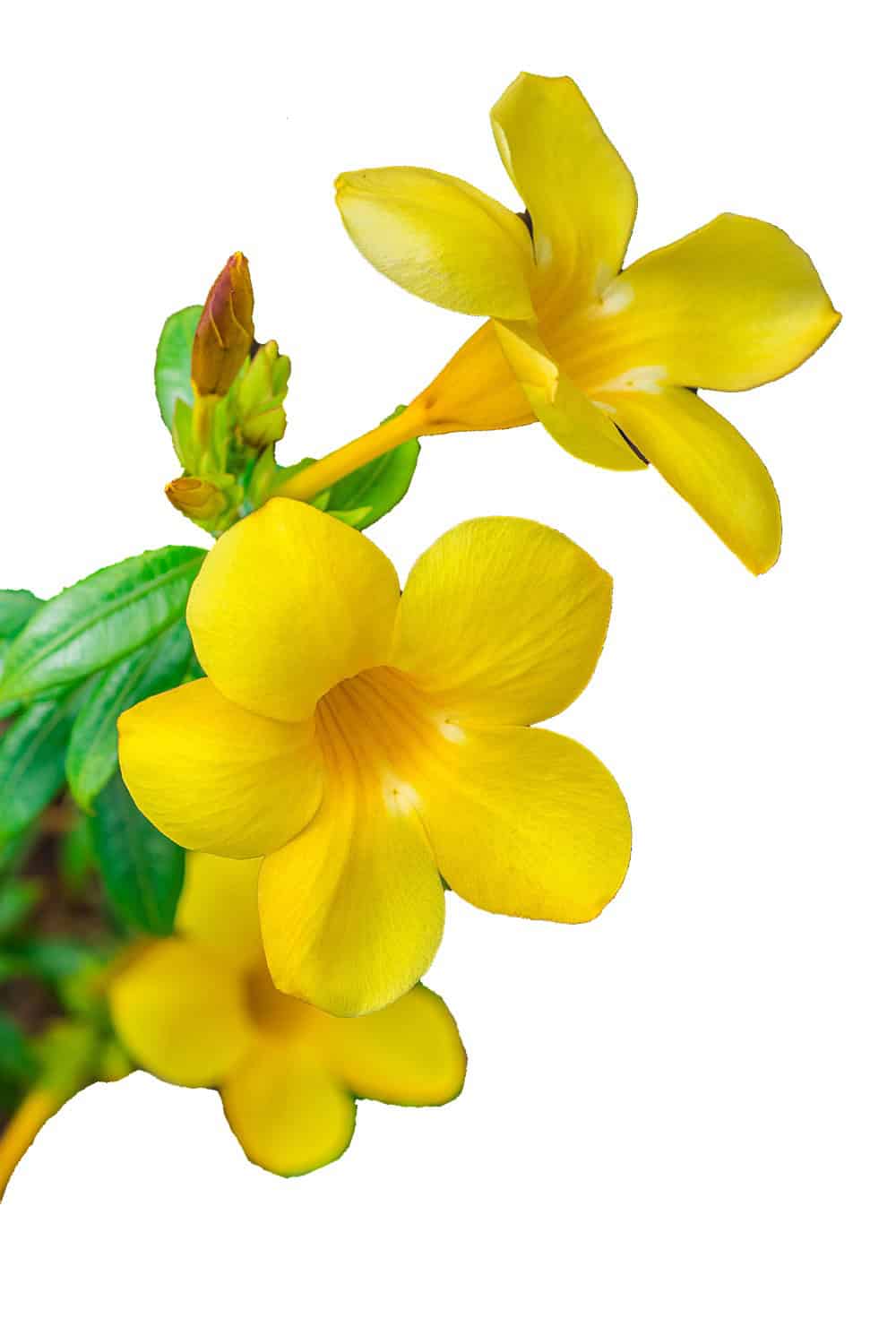 best fertilizer for allamanda plant Allamanda Bush for Sale